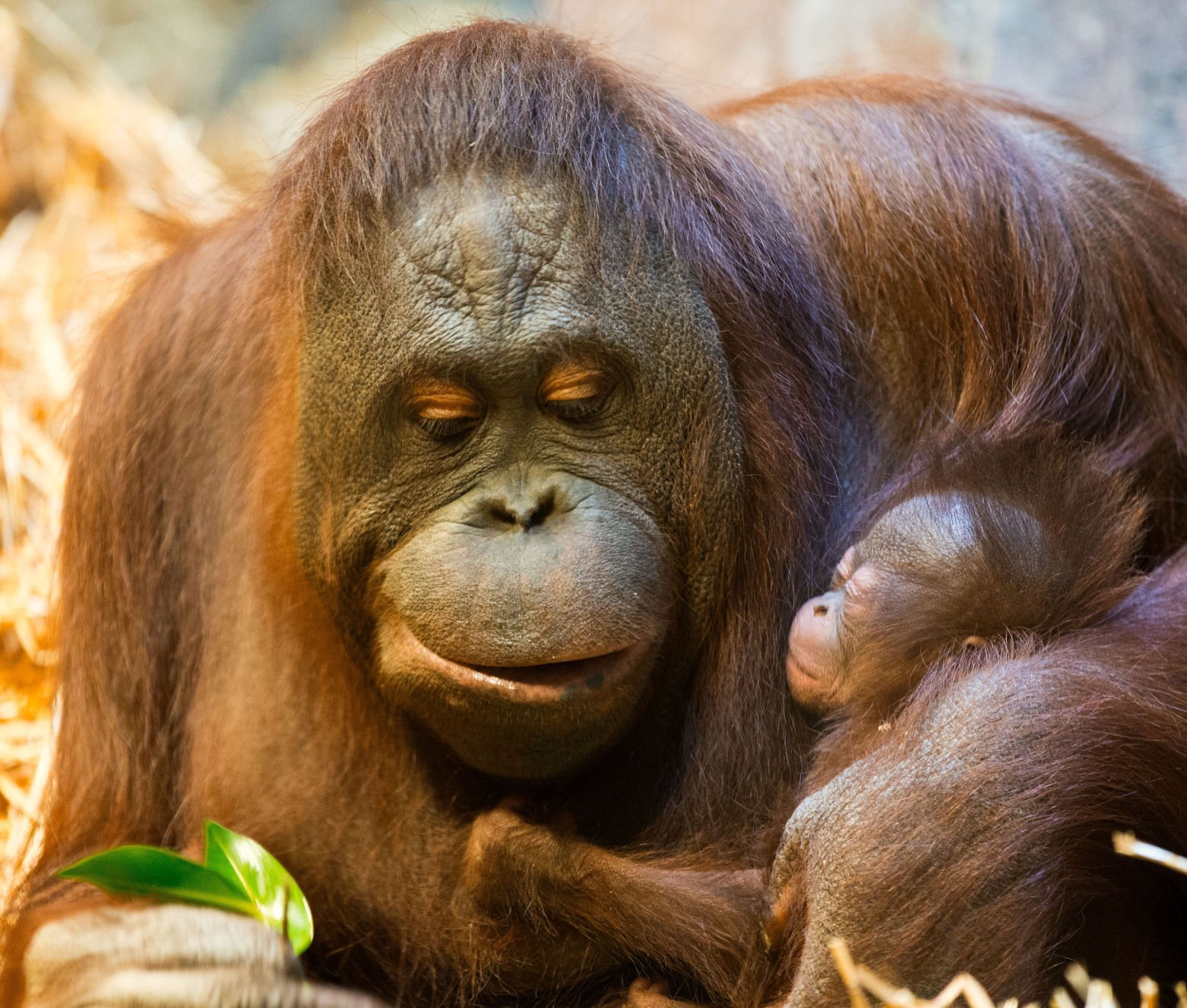 zoo babies